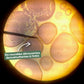 Microscope Digital Enfant L'original 💯 - Jeux Montessori