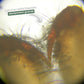 Microscope Digital Enfant L'original 💯 - Jeux Montessori