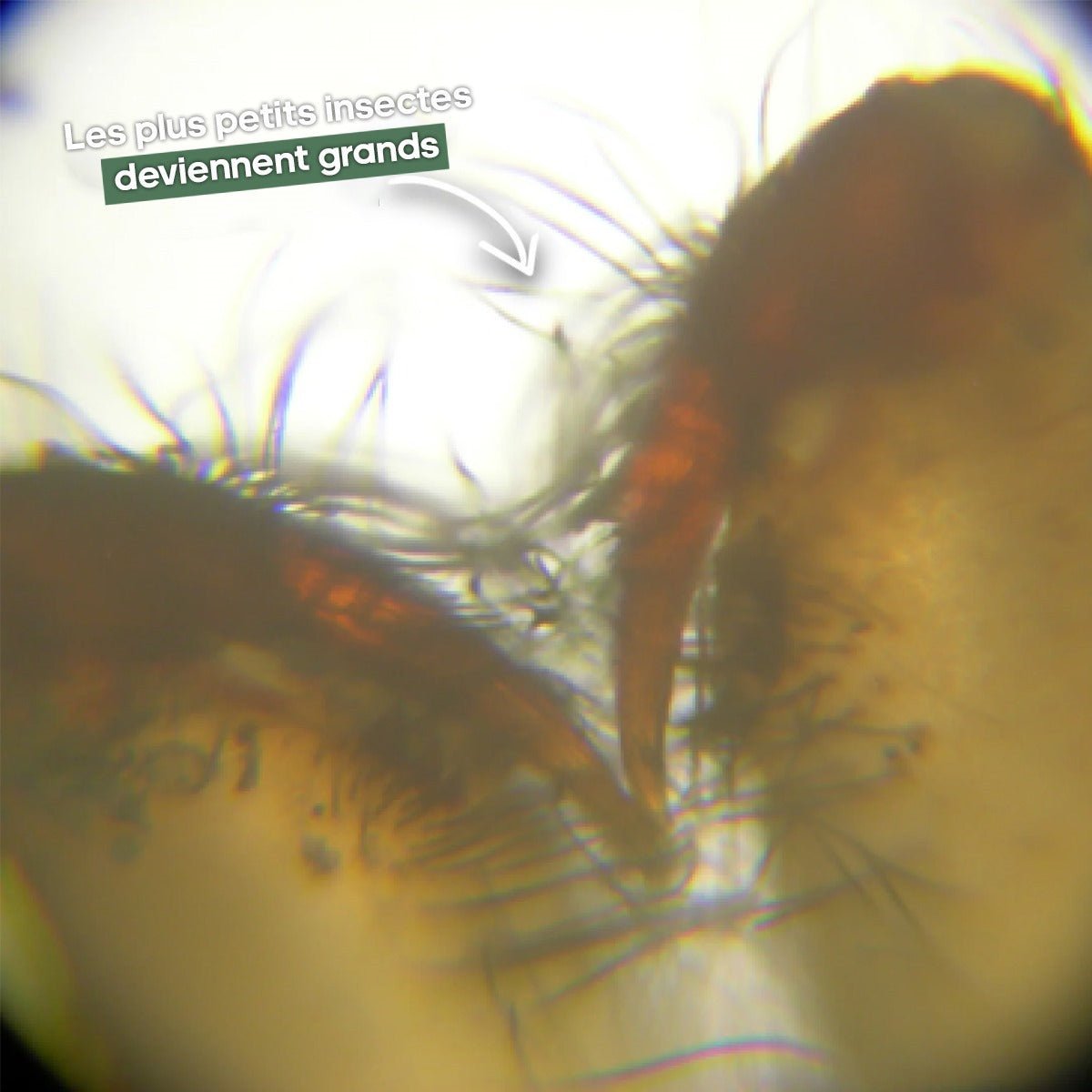 Microscope Digital Enfant L'original 💯 - Jeux Montessori